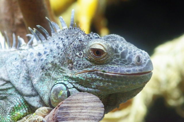 ペットのイグアナを動物園に放置 元 飼育展示員が語る 動物園で絶対にやめてほしいこと 大渕希郷 動物ふしぎ観察記 よみタイ