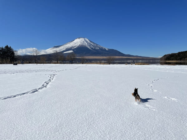 マウント・フジに向かって走れ! 犬!