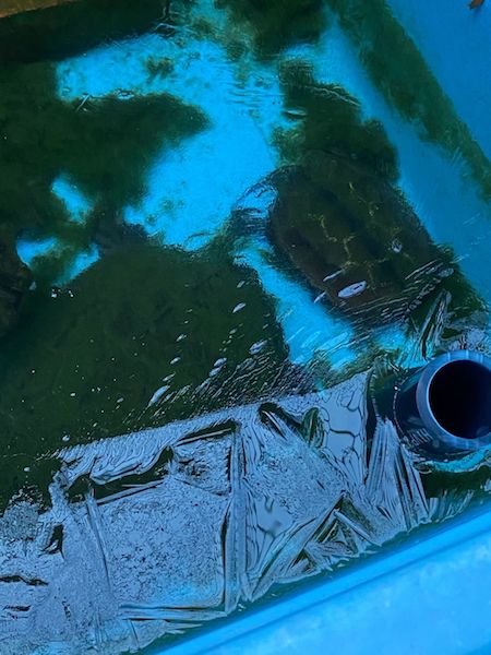 凍ったカメ池。よく見ると、氷の下にクサガメが2匹見える。（撮影／大渕希郷）