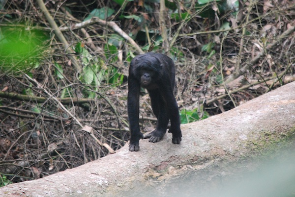 調査に訪れた森で出会ったボノボ。（画像提供／大渕希郷）
