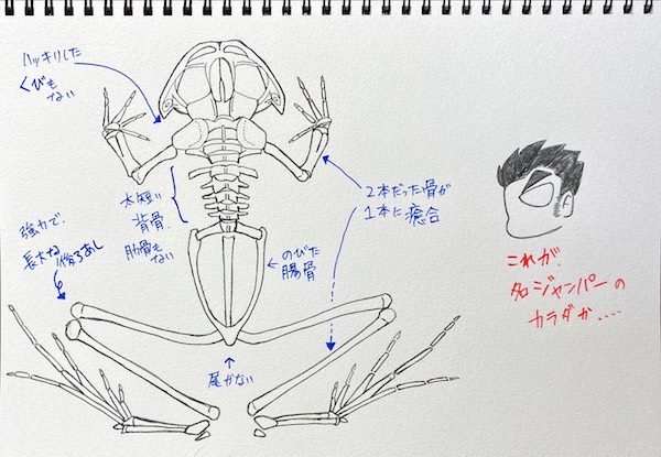 タゴガエルの骨格。背骨が太短くなるほか、特殊化が進んでいる。（イラスト／大渕希郷）