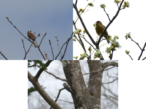 我が家の庭にやってきた野鳥の皆さん。ホオジロ（左上）、アオジ（右上）、コゲラ。