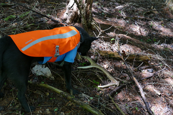 シカの角を発見した甲斐犬コウくん。