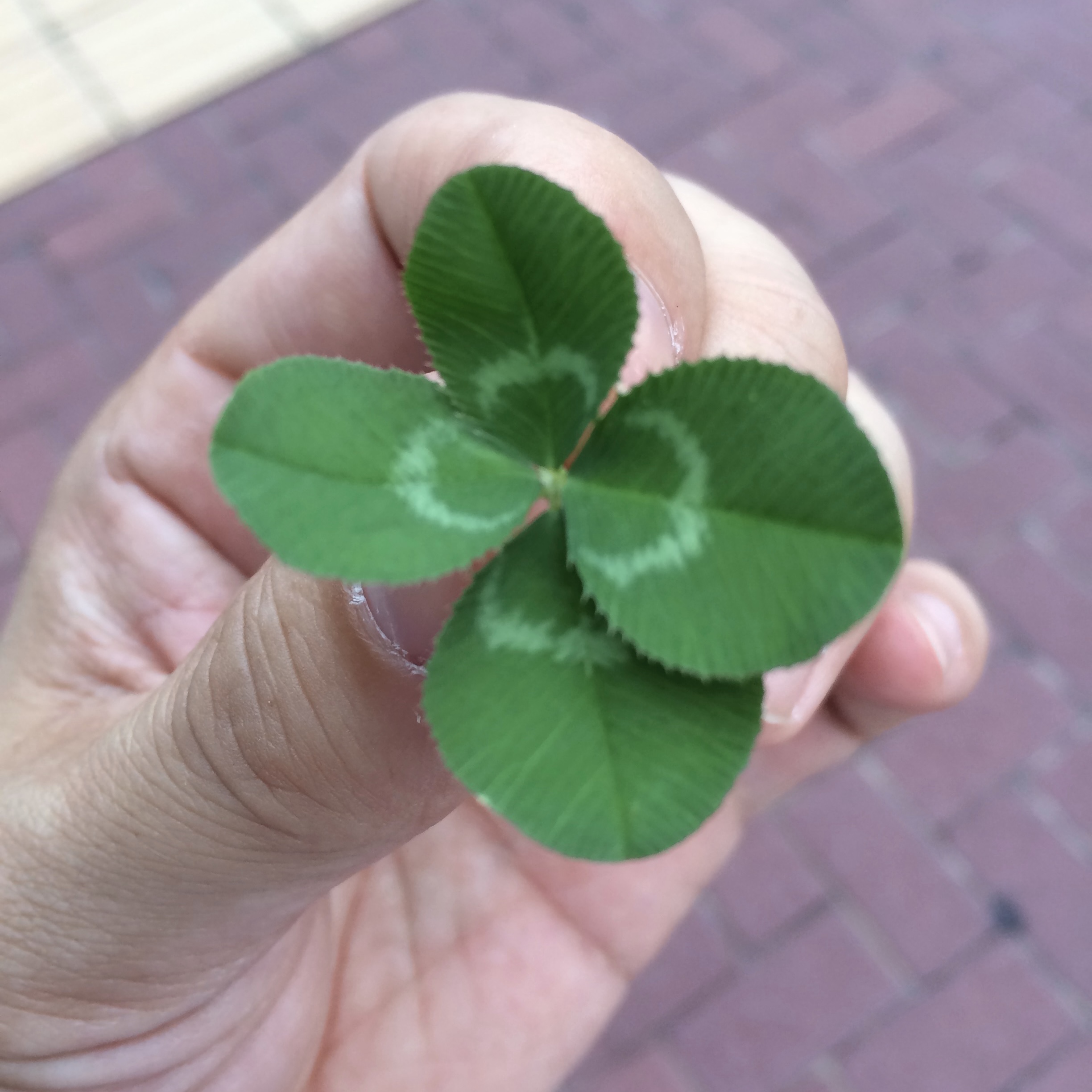 【確認用・・四つ葉のクローバー】 四つ葉のクローバーを見つけるコツ、教えます！ | 佐藤誠二朗「CITY