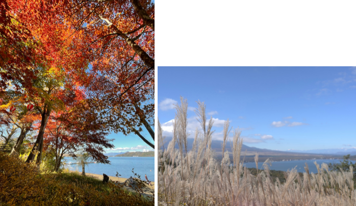 秋らしい風景が広がる山中湖