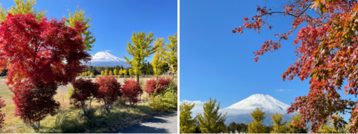 青い空と雪の富士山、紅葉のコントラストは最高