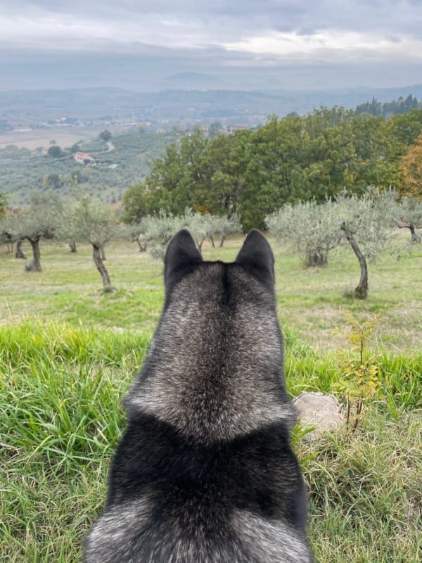 イタリア中部アッシジ郊外で。モフモフの毛をたたえたクマちゃんの後ろ姿。