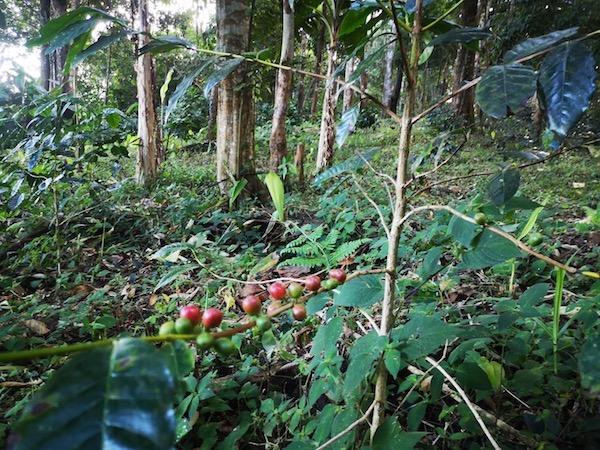 ラピアン農園では年間最大20トンのコーヒー豆を生産している（画像提供／ナンコーヒー・ジャパン）