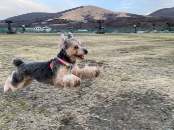 山中湖村にて。最高の表情で走る愛犬