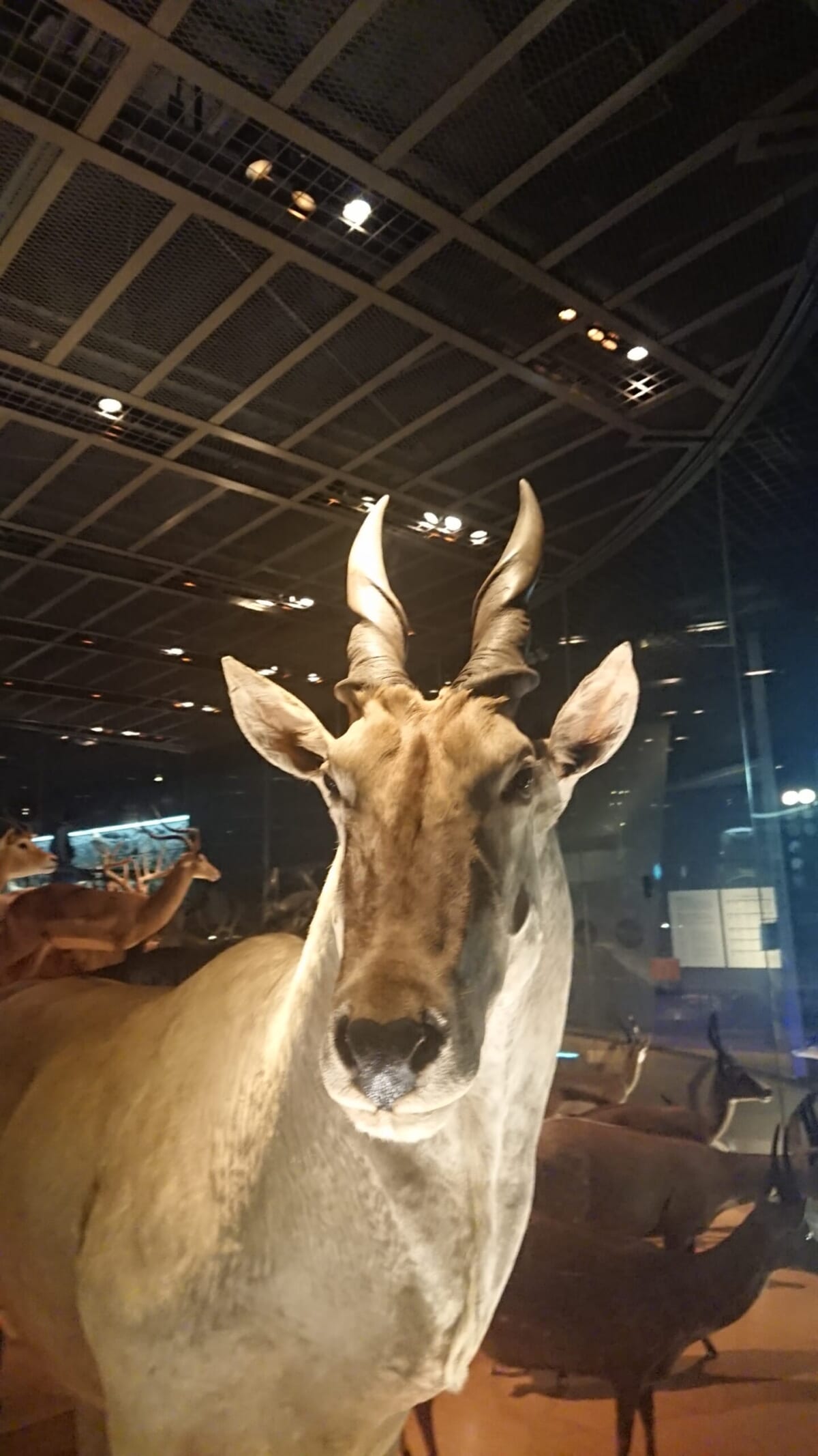 動物の標本剥製。「息づかいが聞こえてきそうな生き物たち。彼らが立ち並ぶ光景は圧巻です」