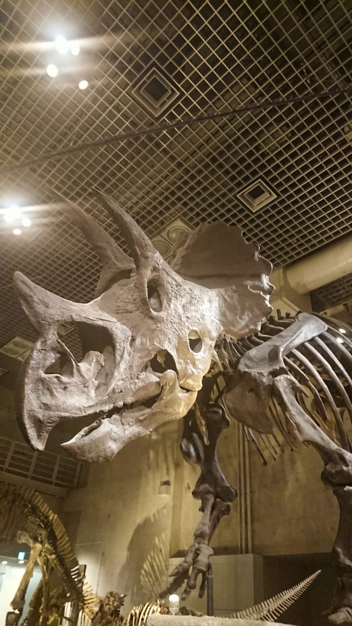 骨を見るシリーズその３。「恐竜の骨も。周飾頭類は、骨になっても可愛いんですよね」