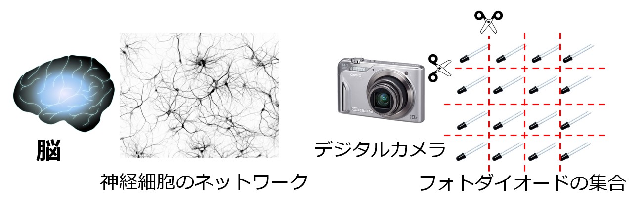 デジタルカメラはフォトダイオードの間の結合を切断しても情報の損失がない（＝統合情報量0）。対して、脳は神経細胞間の結合を切断すると情報の損失が大きい（＝統合情報量が高い）。