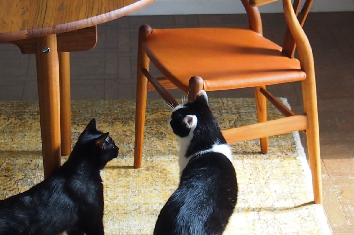 死を「準備」して受け入れてしまったことへの違和感と後悔【猫沢エミ