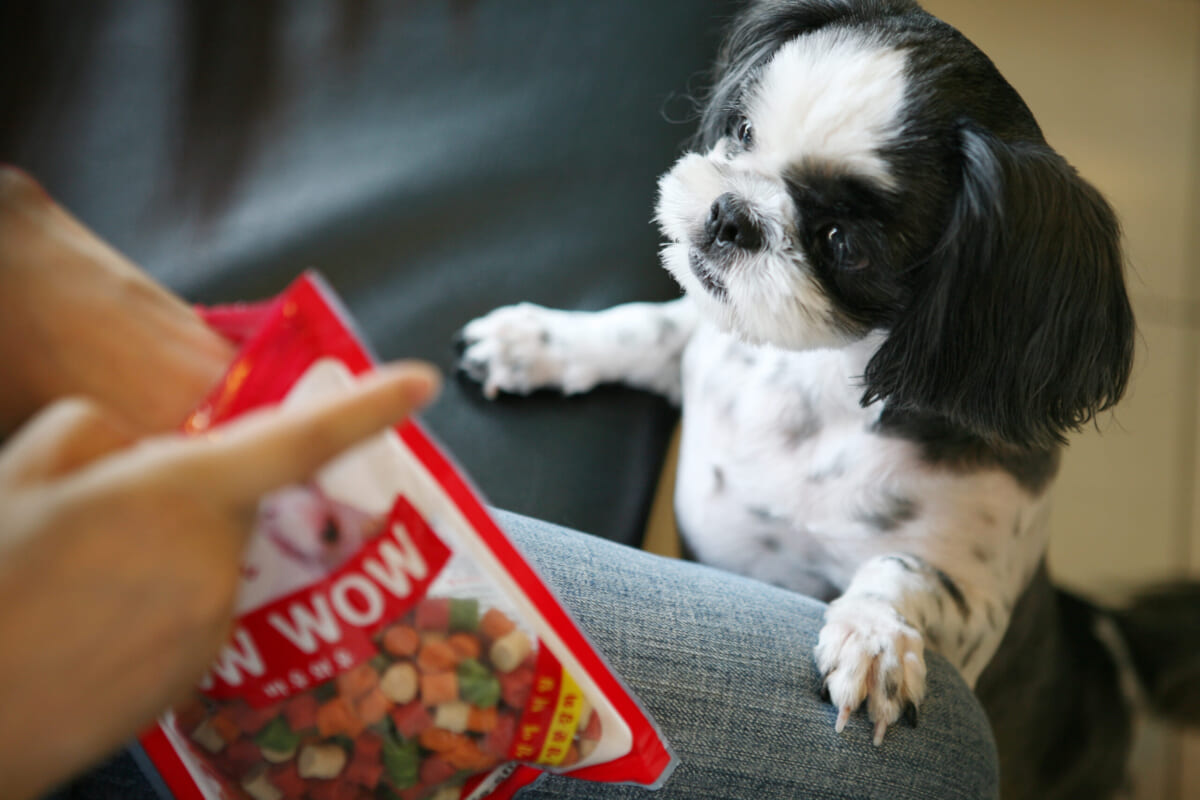 クォン・ナミさんの愛犬、シーズー犬のナム(韓国語で「木」の意味)さん