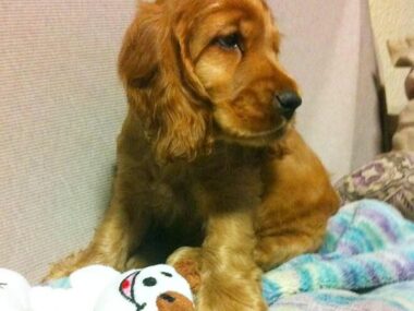 先代犬を亡くした時の後悔と誓いを胸に、数年後迎えた仔犬は…【サーフィン犬 コーダが教えてくれたこと　第1回】