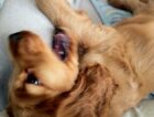 獣医からの心ないひと言に私とコーダは…【サーフィン犬 コーダが教えてくれたこと　第2回】