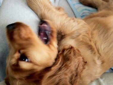 獣医からの心ないひと言に私とコーダは…【サーフィン犬 コーダが教えてくれたこと　第2回】