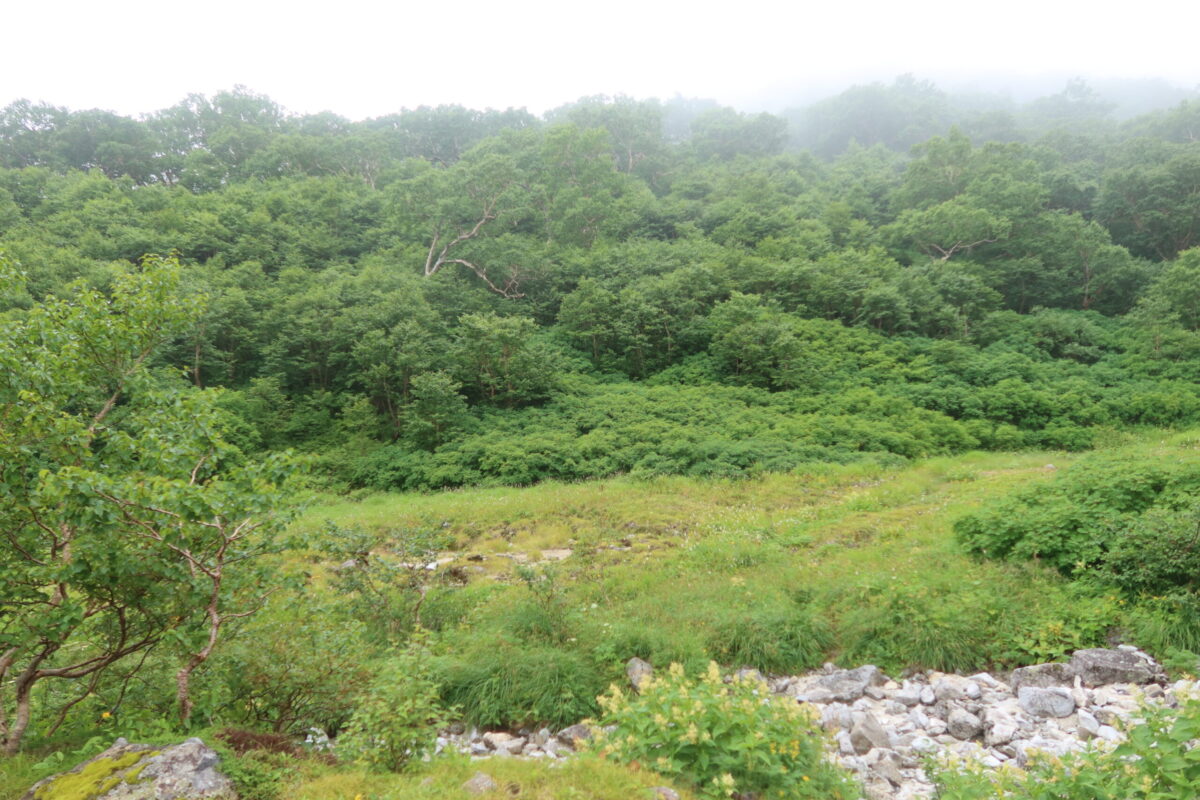 上の写真の中央部分にもっと寄ったカット。草地になっていて、以前は窪地だったようにも思える