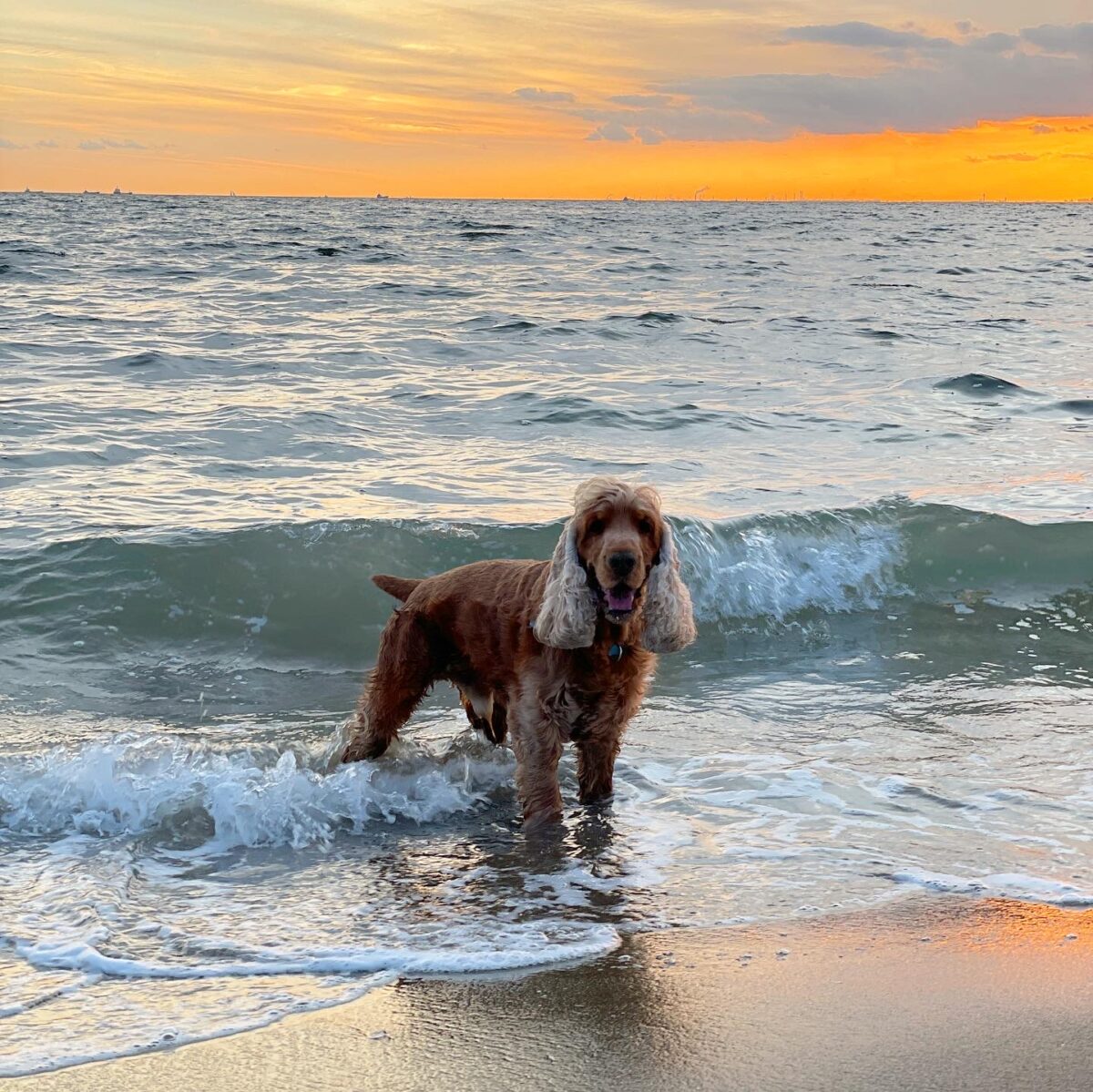 トレーナー研修中は、研修の厳しさも相まって、コーダに会いたくて毎日トイレで泣いていた