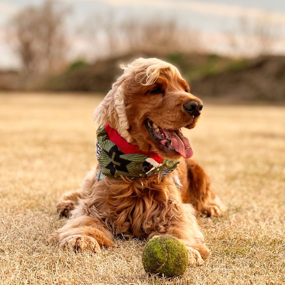 おやつやボールなど犬が大好きなものを用意して、楽しいトレーニングに
