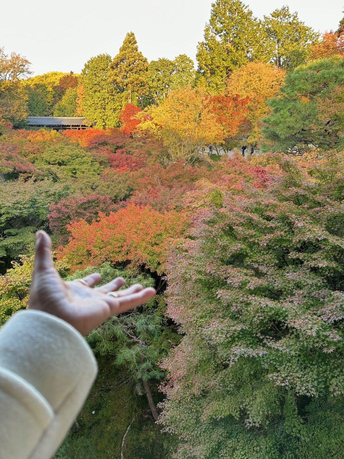 (写真上・下)東福寺の紅葉の様子 写真提供:山脇さん
