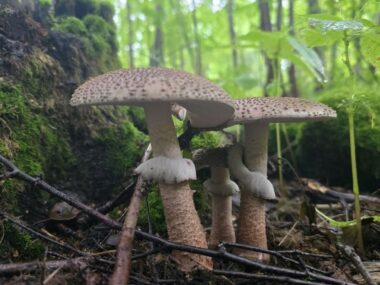 40歳でも、小さな子どもが2人いても、フィンランドでは外国人にも機会がある(第3回 後編)