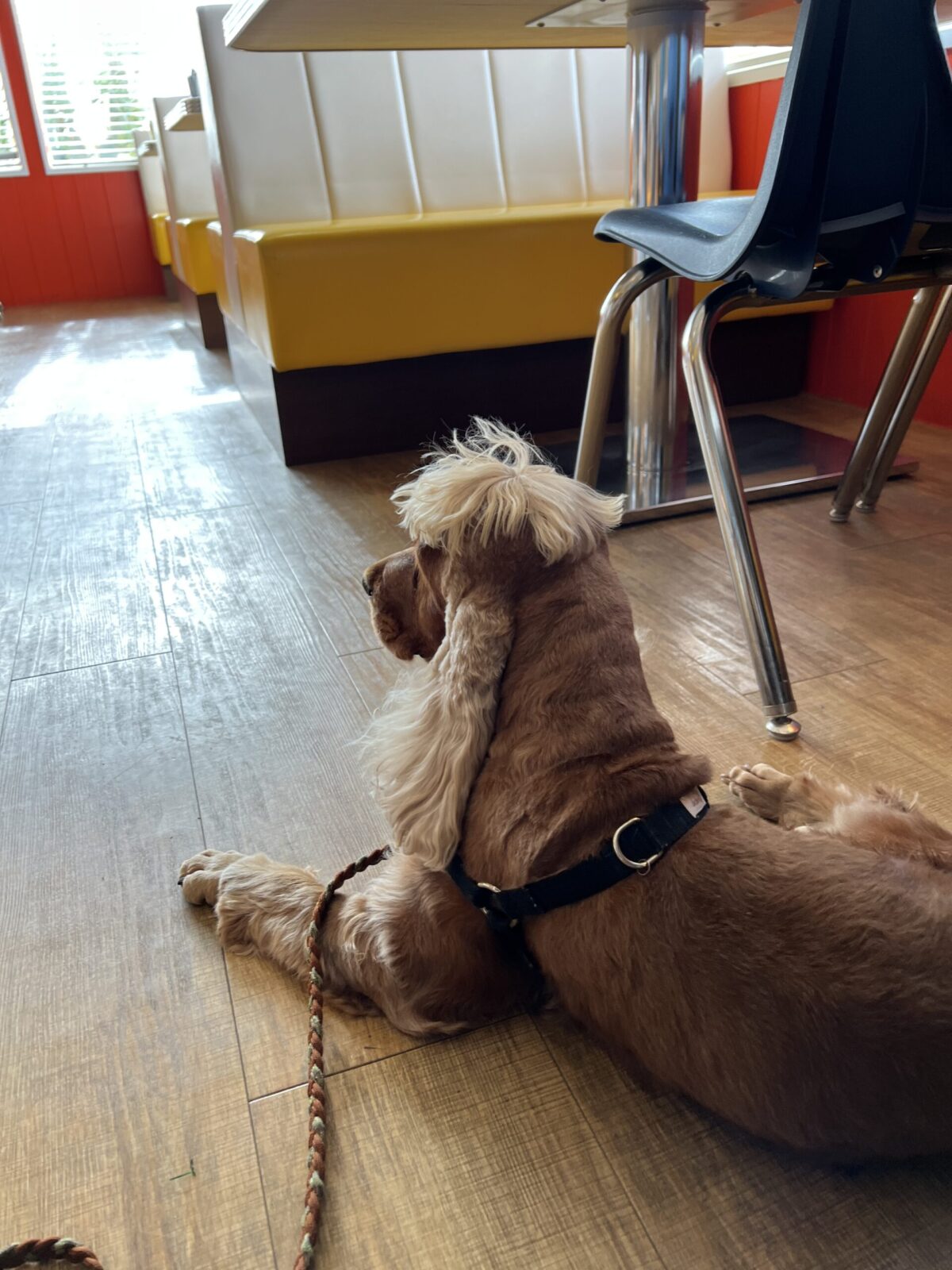 トレーニングには、騒音が少なくて犬が集中でき、雨天などの天候にも左右されない場所が必要