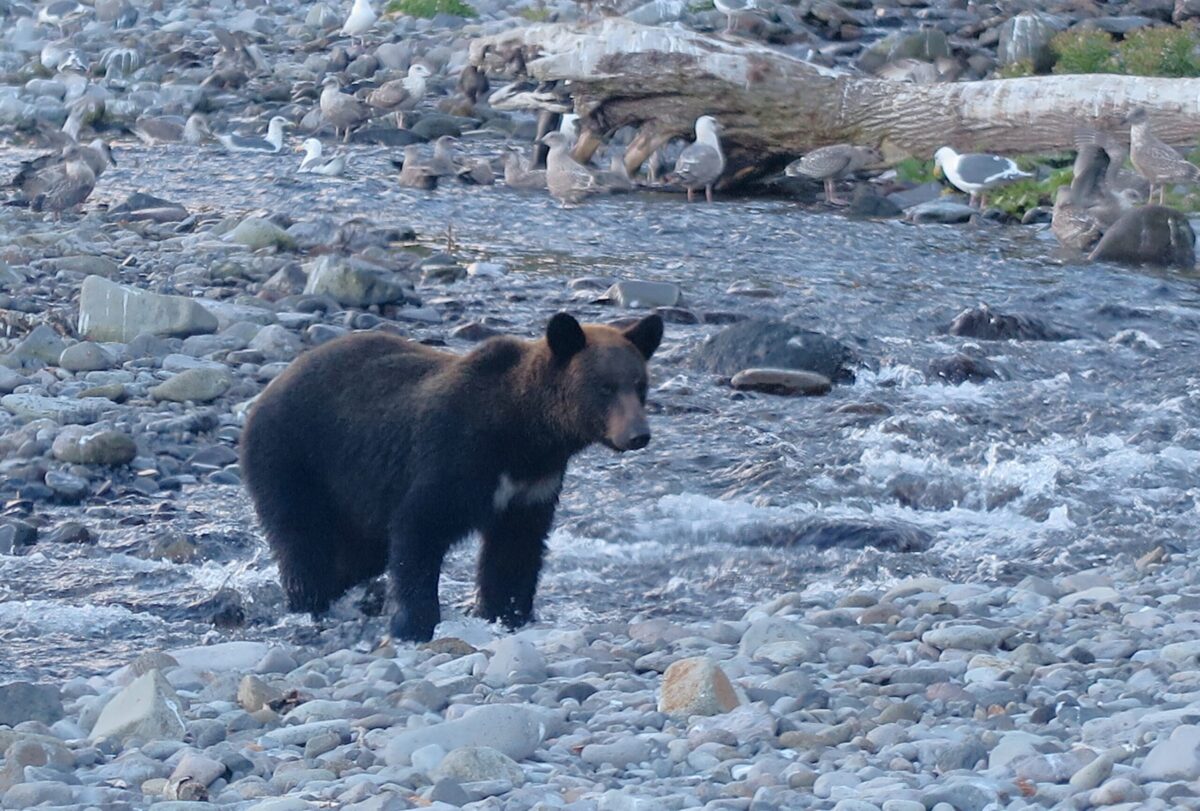 北海道 知床で撮影したヒグマ。幸いなことに僕は日高山脈でヒグマと至近距離で遭遇したことがまだない。そのために今回の記事内で使ったすべてのヒグマのカットは、僕が数十年通い続けている知床のものだ
