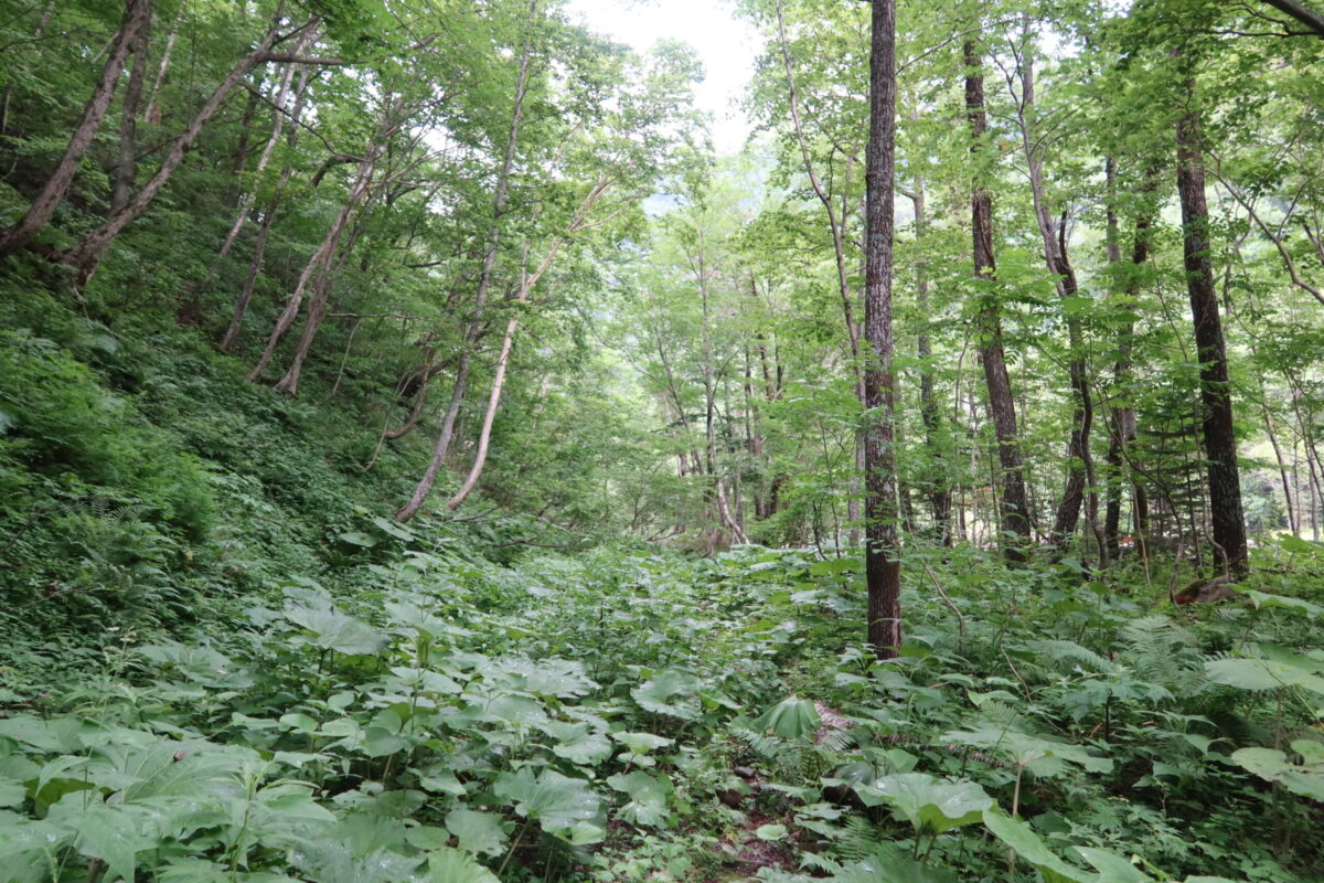 登山ルートは森の中も通っているが、あまり整備されておらず、ただの踏み跡やまるで獣道のような区間が長い