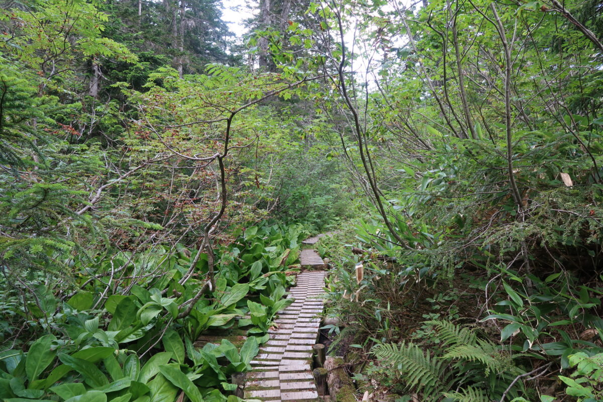 「ここにクマがいなければ、どこにいる?」というほどの山奥。一部は木道が敷かれているが、ヤブが深い区間もある