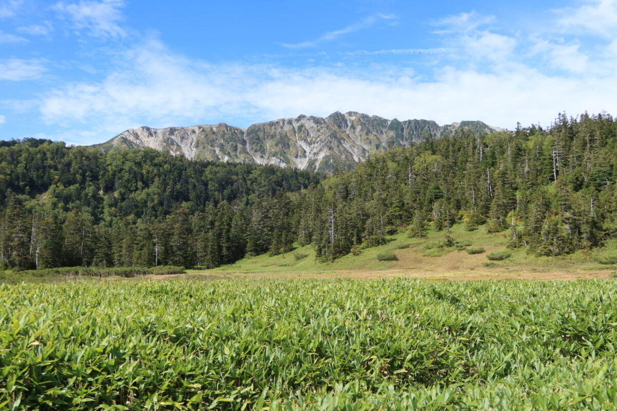 雲ノ平から2時間30分ほどで高天原。盆地のような地形に湿地と草原が広がる美しい場所だ