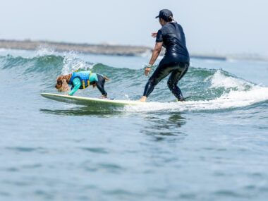 始まりは、一枚の古いスポンジサーフボードから【サーフィン犬 コーダが教えてくれたこと　第5回】