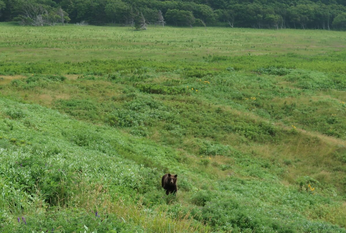 こちらも知床のヒグマ。ヒグマは日本でも最大で500㎏にもなる。遠目で見る程度の付き合いで済ませたい