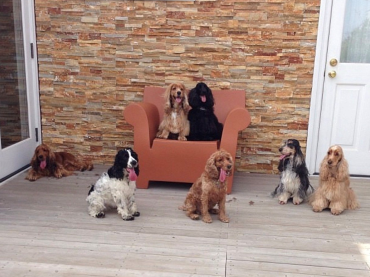 海が目の前のコテージで、インギーズ（イングリッシュコッカ―スパニエル）仲間とお泊まり