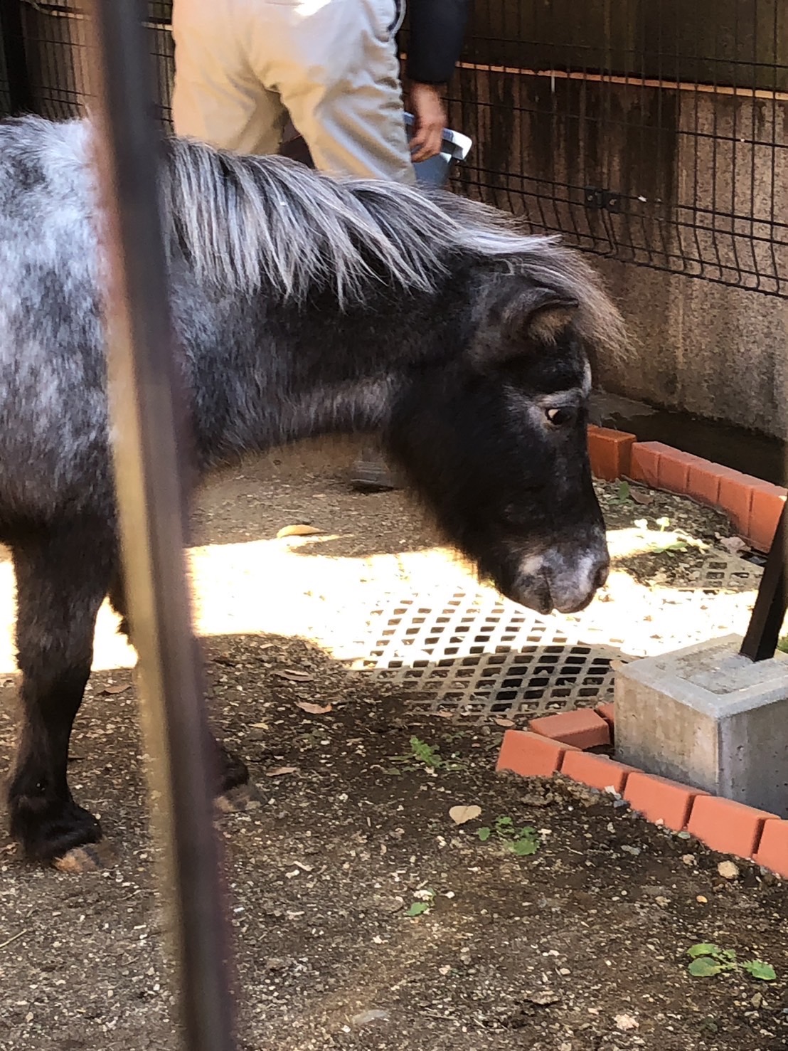 2025年12月1日、水晶玉子さんも朔日詣に参拝したそう。その際にあかりさんを撮影。写真提供:水晶玉子さん