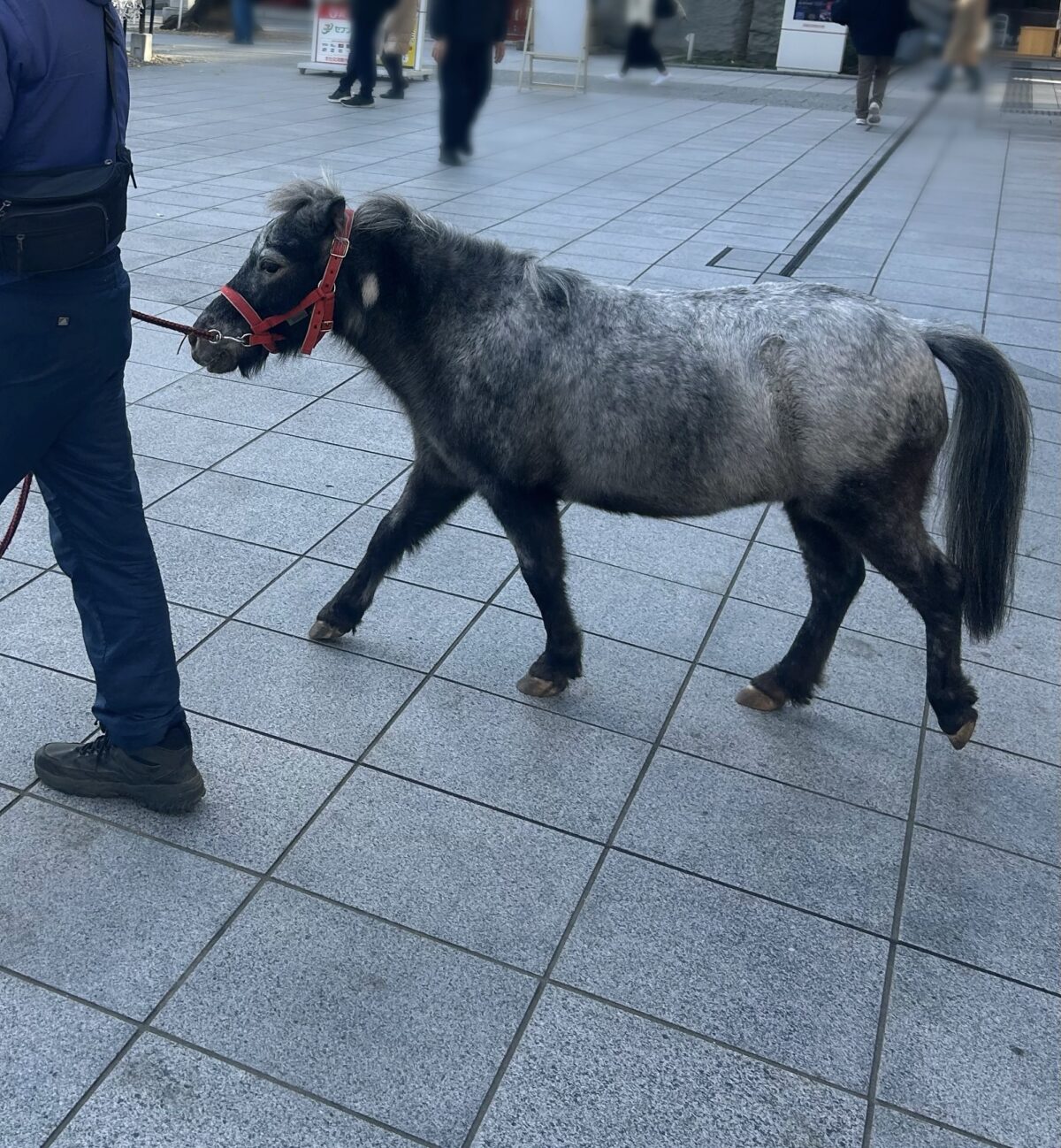 境内をのんびりお散歩するあかりさん。