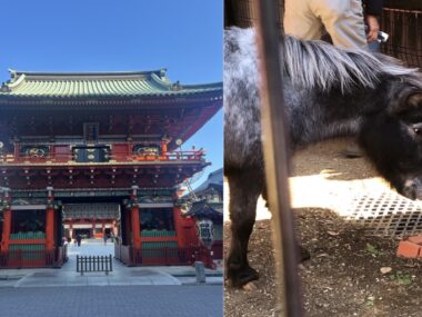 御神馬‟あかりさん”に癒されてさらに運気アップ! おすすめ開運スポット「神田明神」の歴史を深堀り!【2026年版 水晶玉子のエンパワメント予言&開運旅案内 連載第4回】