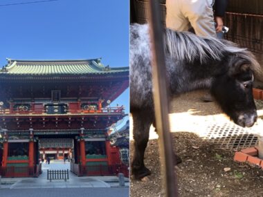 御神馬‟あかりさん”に癒されてさらに運気アップ! おすすめ開運スポット「神田明神」の歴史を深堀り!【2026年版 水晶玉子のエンパワメント予言&開運旅案内 連載第4回