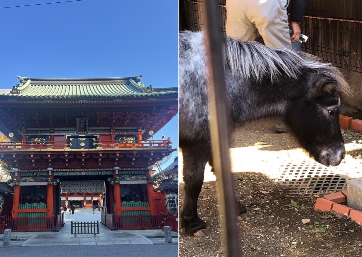 御神馬‟あかりさん”に癒されてさらに運気アップ！ おすすめ開運
