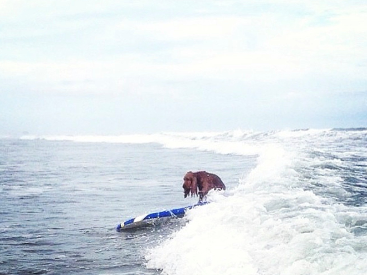 ボードに乗せたら一度でスーッと波に乗った！先にサーフィンができるようになったのはコーダでした