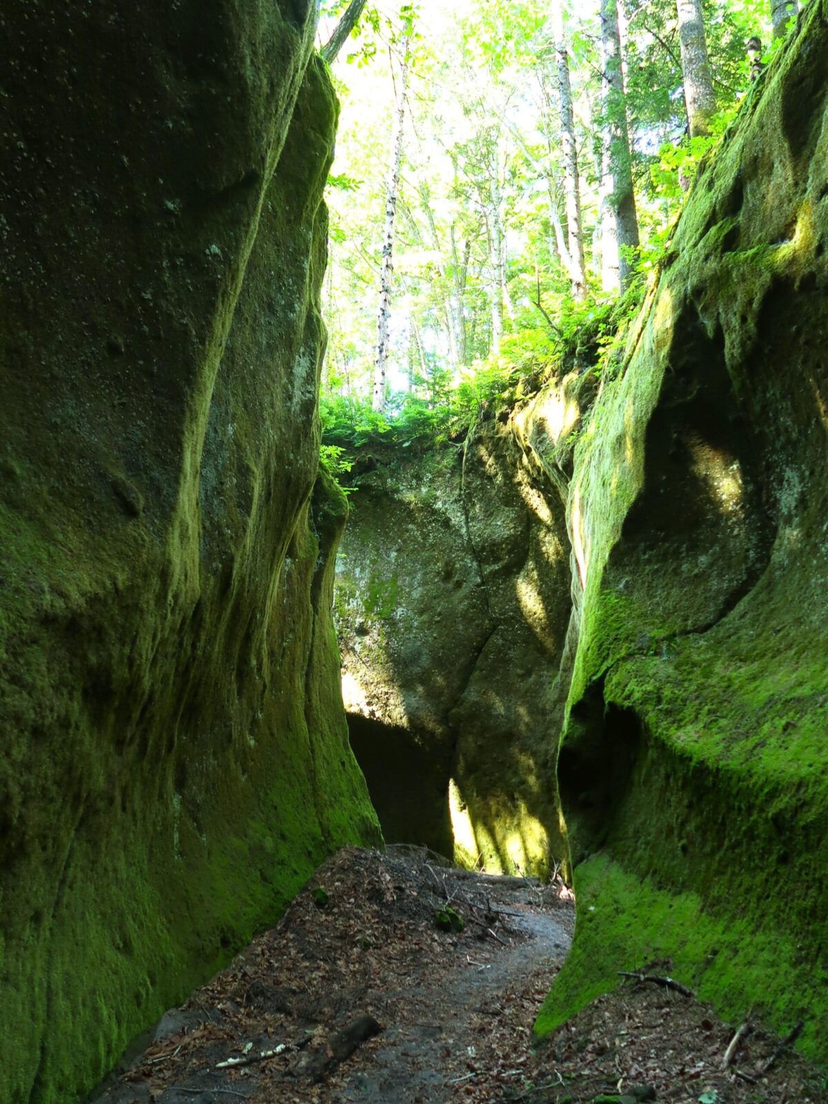 両側の岩壁が緑の苔で覆われた「苔の回廊」。足先から頭まで苔に包まれて歩いているような気分に浸れる