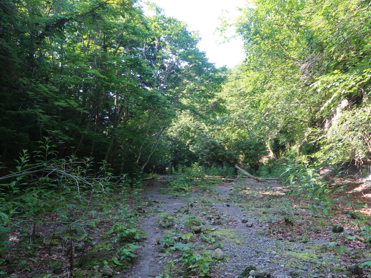 国道から楓沢に下りて、さほど歩いていない場所の様子。まるで古びて草木に覆われつつある林道のようだが、ここはあくまでも沢のなか。もっと開けている場所も多く、クルマで走れそうなほど広い