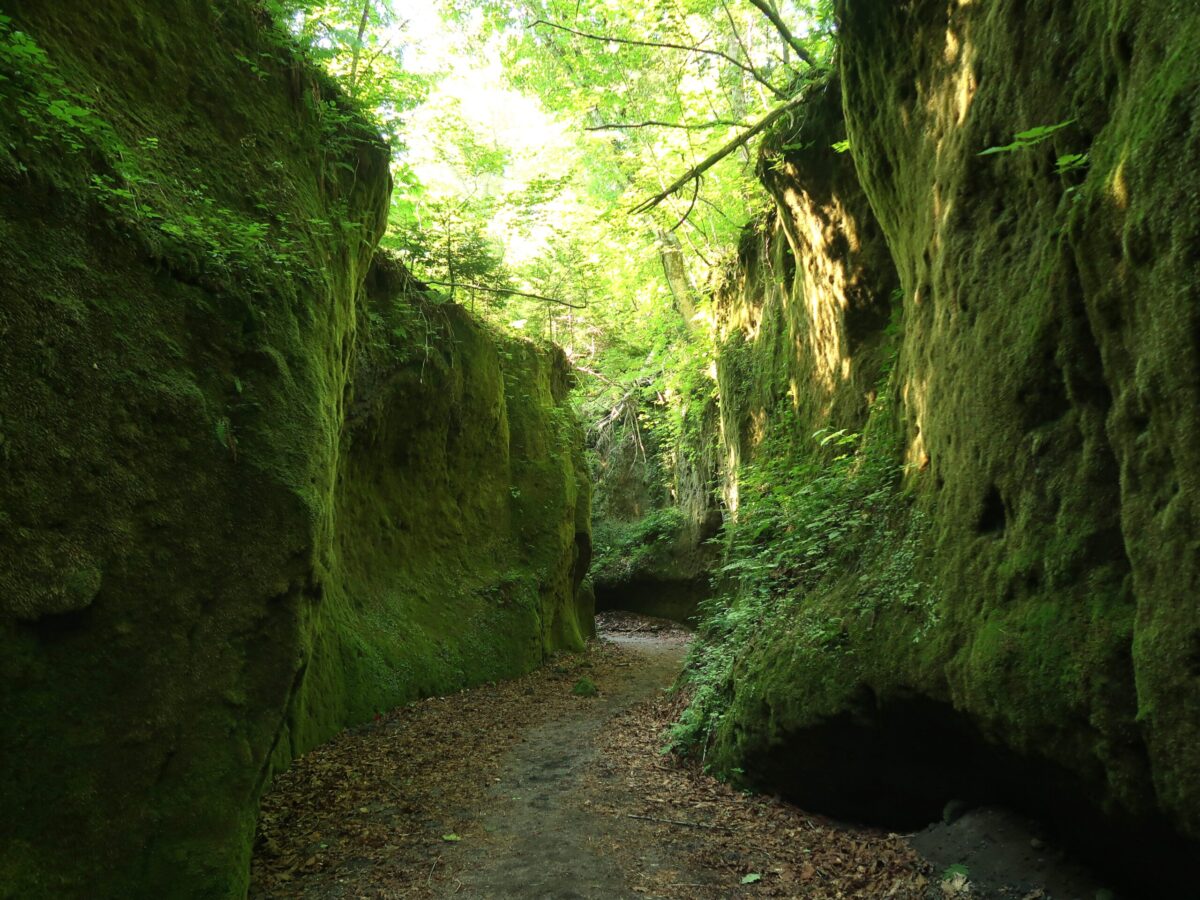 緑の回廊の中央部付近。それほど湿り気は感じなくても、苔の緑は濃い
