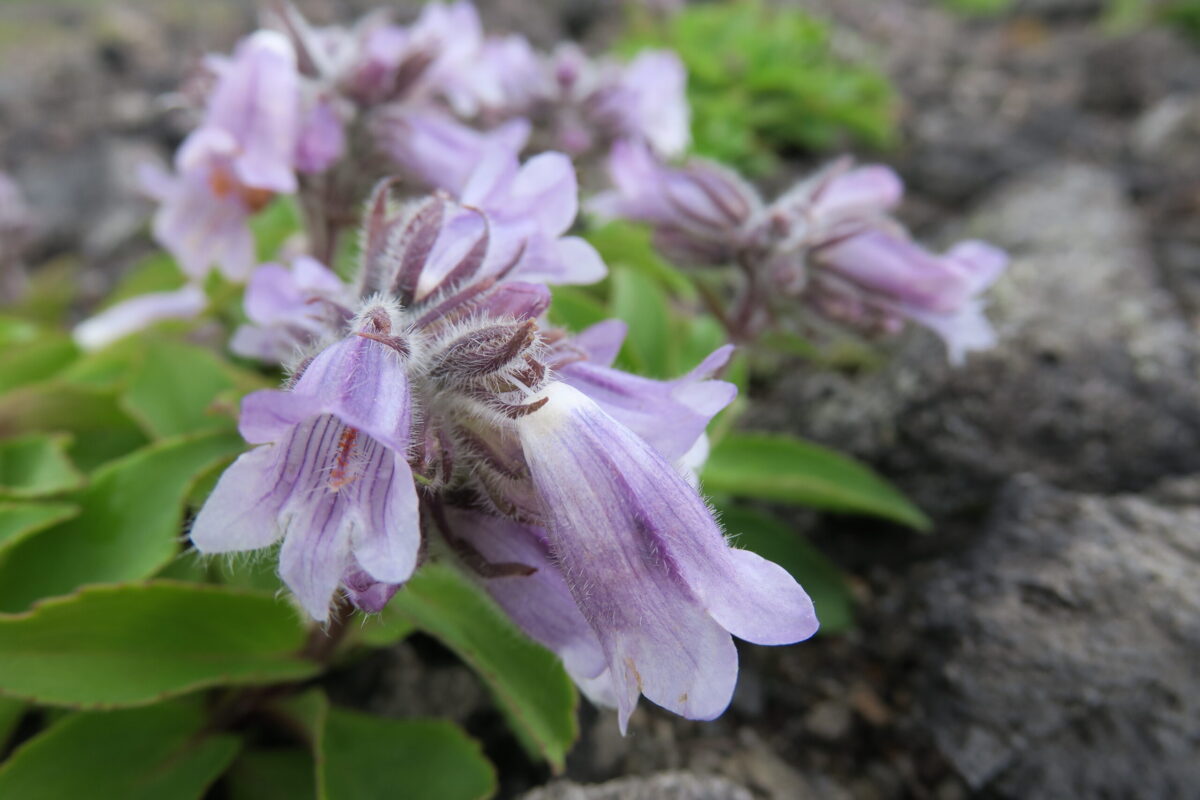 樽前山に由来する名をもつ「タルマイソウ」。イワブクロの一種で、この山域を彩っている