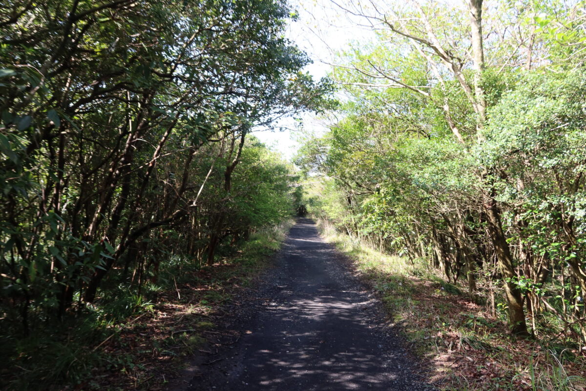 まっすぐに延びる緑のトンネルが気持ちいい、温泉コースからの道のり
