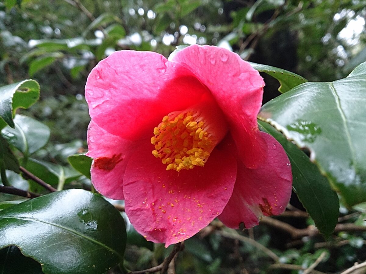 伊豆大島の名物であるツバキ。3-4月が見ごろだ