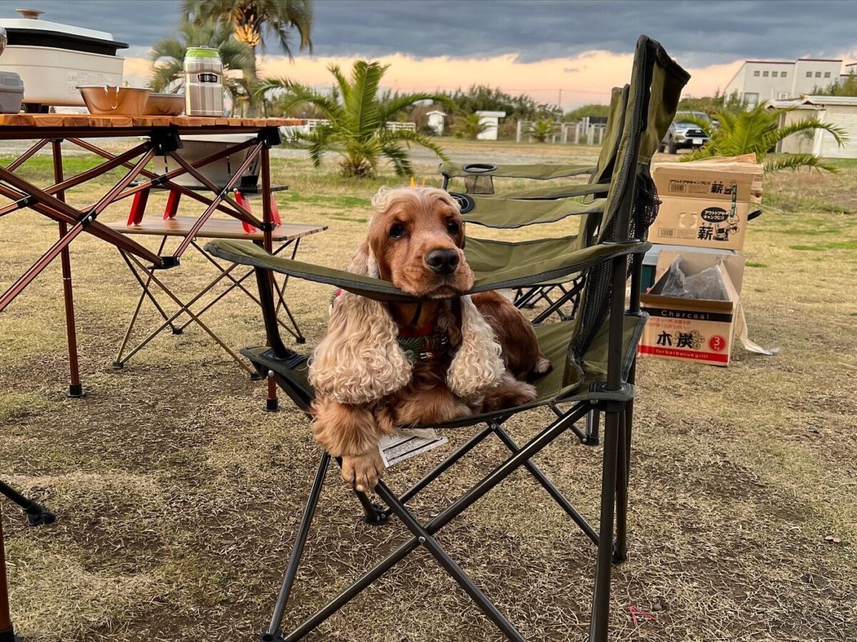 コロナをきっかけに始めた犬とのキャンプ。犬本来の暮らしに近い環境である自然の中で、普段と違う“ちょっといい肉”がもらえるかもしれない…コーダも私も大好きなイベントです