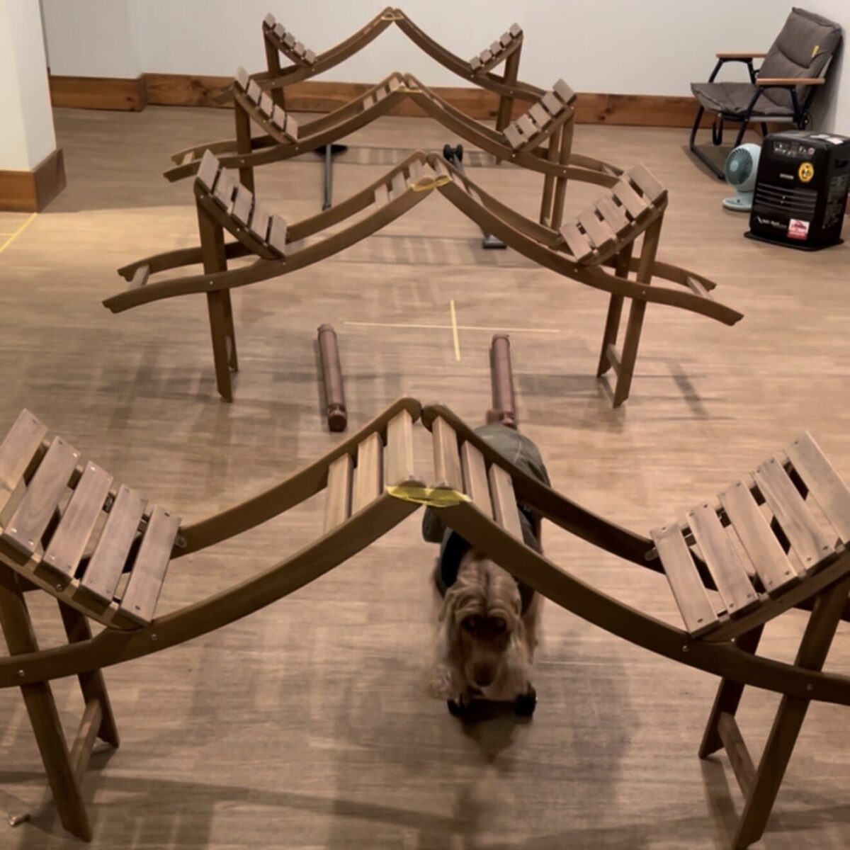 「股」募集が進まず、ドッグスクールにあるイスを人間の足の間に見立てて設置し、練習を開始。