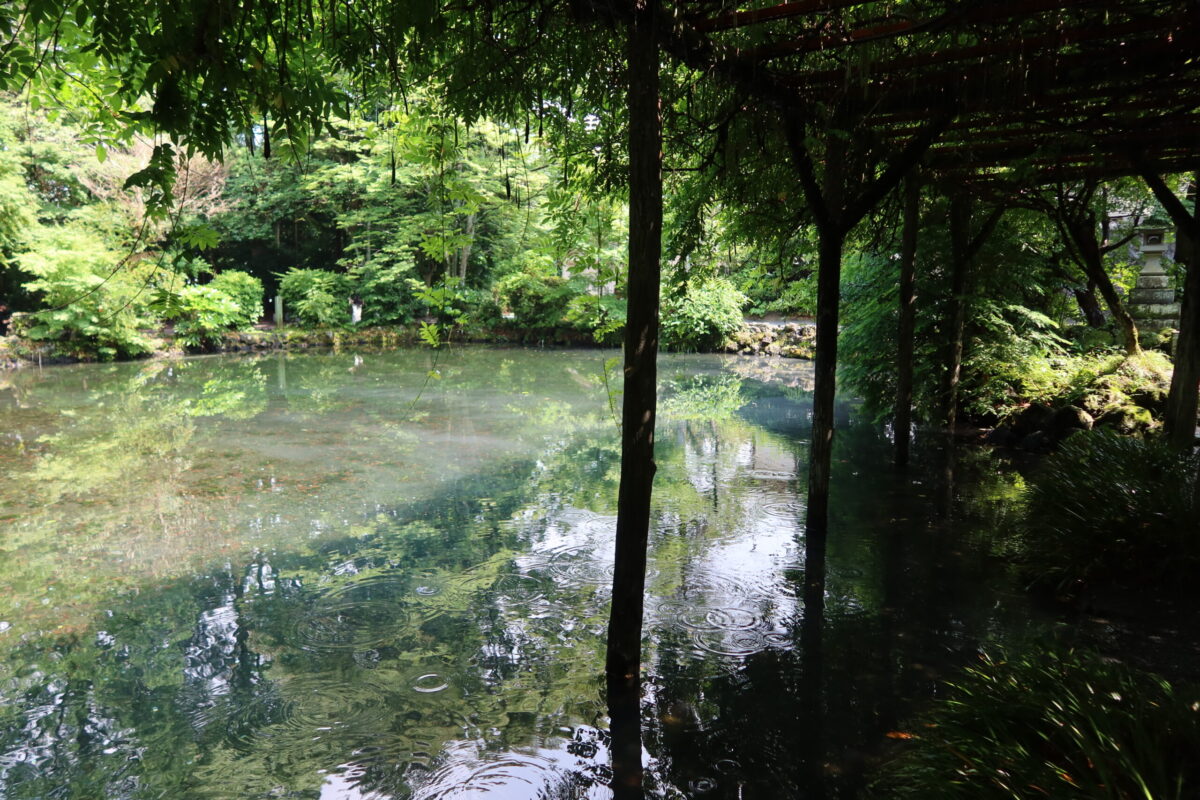 本宮の境内にある「湧玉池(わくたまいけ)」は、富士山からの湧水によって生まれた池。国の特別天然記念物に指定されている
