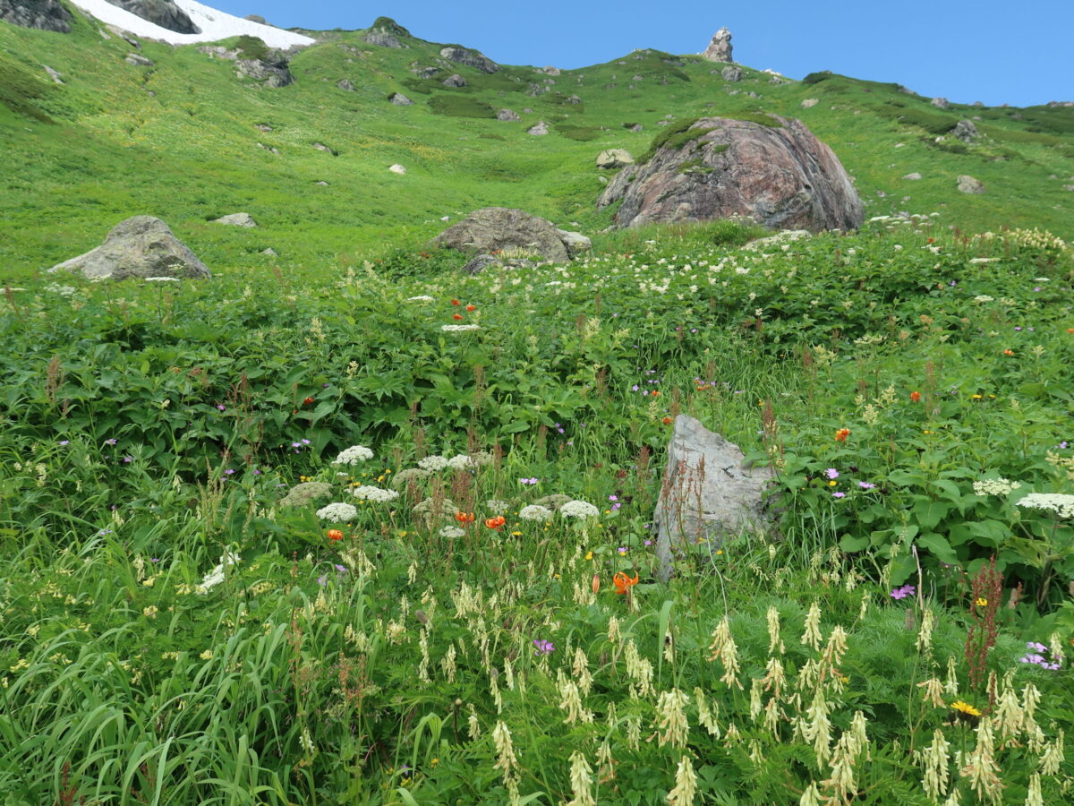白馬岳は高山植物の豊かさで有名。夏道の周りには多くの花が咲いている